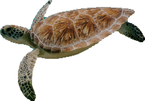 sea turtle